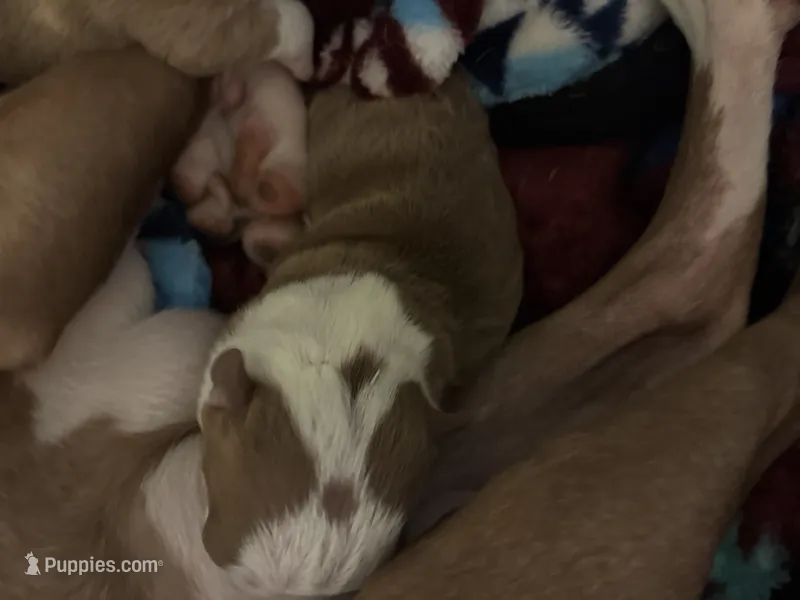 Noodle – Boston Terrier puppy for sale in Pierceton, IN