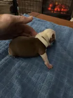 Woody, a male Boston Terrier for sale in Pierceton, IN – 2 of 6