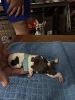 Bulleye, a male Boston Terrier for sale in Pierceton, IN – 3 of 7