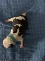 Bulleye, a male Boston Terrier for sale in Pierceton, IN – 6 of 7