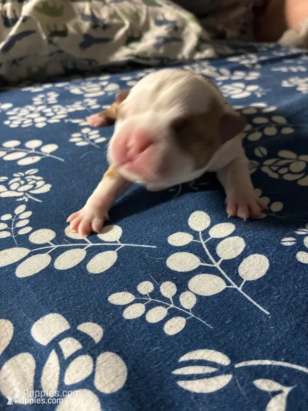Noodle – Boston Terrier puppy for sale in Pierceton, IN
