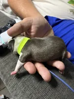 Buzz Lightyear, a male Boston Terrier for sale in Pierceton, IN – 2 of 6