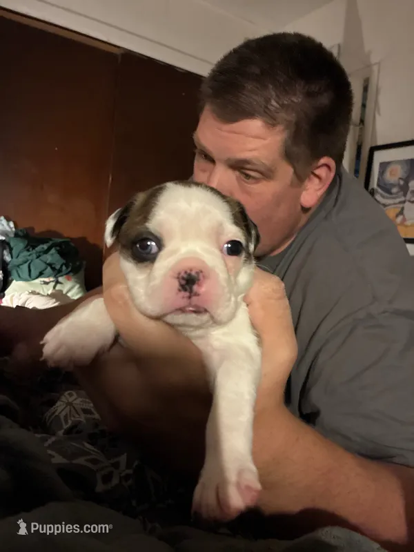 Ariel – Boston Terrier puppy for sale in Pierceton, IN