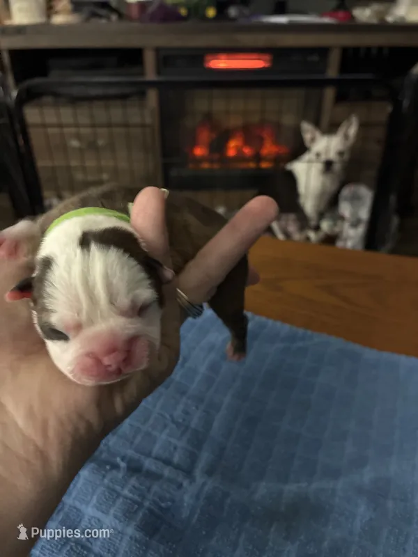 Ariel – Boston Terrier puppy for sale in Pierceton, IN