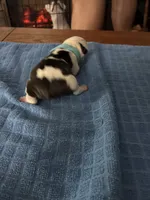 Bulleye, a male Boston Terrier for sale in Pierceton, IN – 5 of 7
