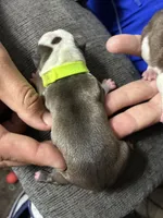 Buzz Lightyear, a male Boston Terrier for sale in Pierceton, IN – 6 of 6
