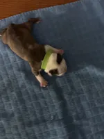 Ariel, a female Boston Terrier for sale in Pierceton, IN – 6 of 6