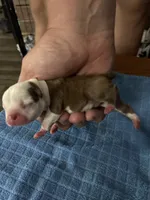 Woody, a male Boston Terrier for sale in Pierceton, IN – 3 of 6