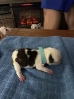 Bulleye, a male Boston Terrier for sale in Pierceton, IN – 4 of 7