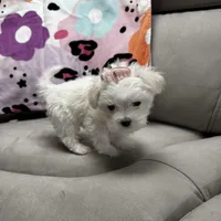 bella, a female Maltese for sale in Galloway Township, NJ – Photo 3 of 5