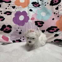 bella, a female Maltese for sale in Galloway Township, NJ – Photo 2 of 5