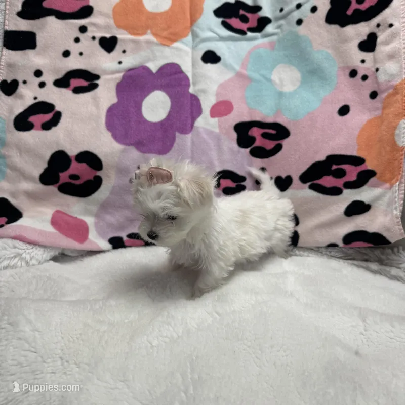 bella – Maltese puppy for sale in Galloway Township, NJ