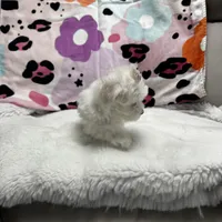 bella, a female Maltese for sale in Galloway Township, NJ – Photo 4 of 5