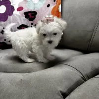 bella, a female Maltese for sale in Galloway Township, NJ – Photo 5 of 5