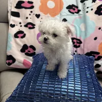 COCO, a male Maltese for sale in Galloway Township, NJ – Photo 5 of 5