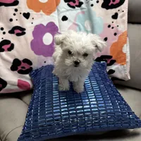 COCO, a male Maltese for sale in Galloway Township, NJ – Photo 2 of 5