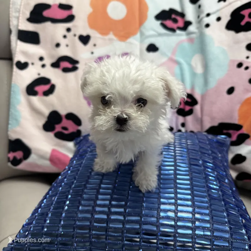 COCO, a male Maltese for sale in Galloway Township, NJ – Photo 1 of 5