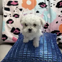 COCO, a male Maltese for sale in Galloway Township, NJ – Photo 1 of 5