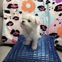 COCO, a male Maltese for sale in Galloway Township, NJ – Photo 4 of 5