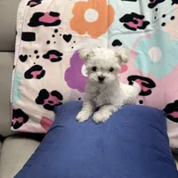 BETITO, a male Maltese for sale in Galloway Township, NJ – Photo 4 of 5