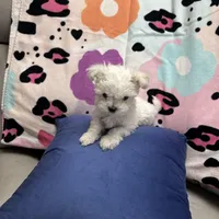 BETITO, a male Maltese for sale in Galloway Township, NJ – Photo 2 of 5