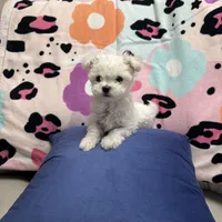 BETITO, a male Maltese for sale in Galloway Township, NJ – Photo 5 of 5