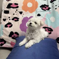 BETITO, a male Maltese for sale in Galloway Township, NJ – Photo 3 of 5