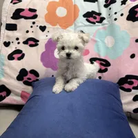 BETITO, a male Maltese for sale in Galloway Township, NJ – Photo 1 of 5