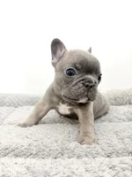 Fefe, a female French Bulldog for sale in Corona, CA – 3 of 10