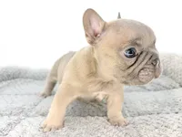 Ellie, a female French Bulldog for sale in Corona, CA – 9 of 10