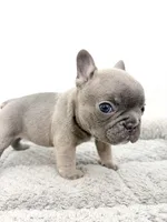 Fefe, a female French Bulldog for sale in Corona, CA – 8 of 10