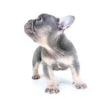 Tri frenchie, a male French Bulldog for sale in Corona, CA – 2 of 6