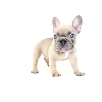 Chubbs, a male French Bulldog for sale in Corona, CA – 4 of 10