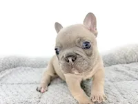 Ellie, a female French Bulldog for sale in Corona, CA – 3 of 10