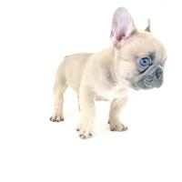 Lucy, a female French Bulldog for sale in Corona, CA – 6 of 10