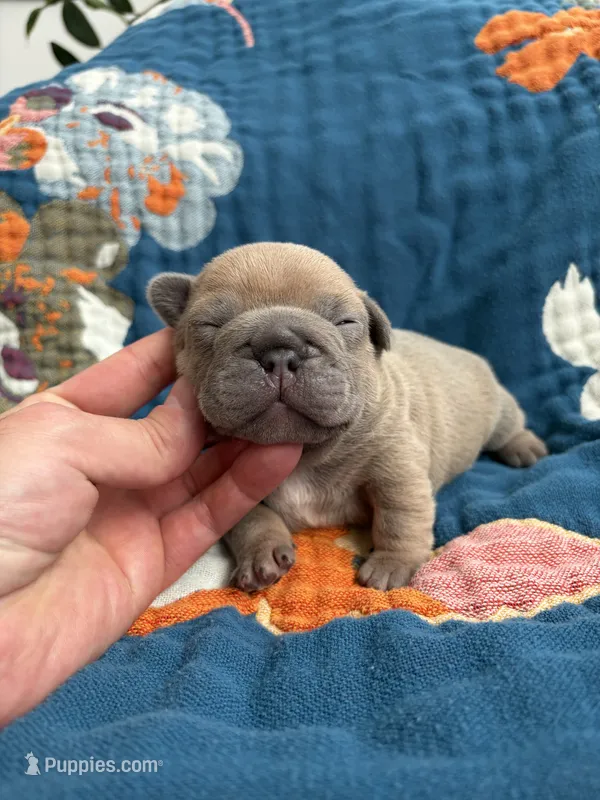 Chubbs – French Bulldog puppy for sale in Corona, CA