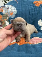Chubbs, a male French Bulldog for sale in Corona, CA – 1 of 10