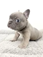 Fefe, a female French Bulldog for sale in Corona, CA – 5 of 10