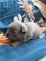 Bronco , a male French Bulldog for sale in Corona, CA – 2 of 10