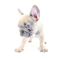 Chubbs, a male French Bulldog for sale in Corona, CA – 6 of 10