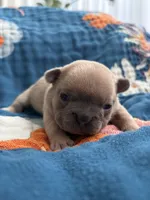 Dali, a female French Bulldog for sale in Corona, CA – 1 of 9