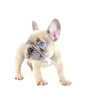 Chubbs, a male French Bulldog for sale in Corona, CA – 9 of 10