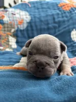 Bronco , a male French Bulldog for sale in Corona, CA – 8 of 10