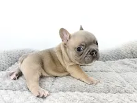 Ellie, a female French Bulldog for sale in Corona, CA – 6 of 10