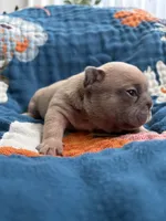 Dali, a female French Bulldog for sale in Corona, CA – 6 of 9