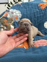 Chubbs, a male French Bulldog for sale in Corona, CA – 10 of 10