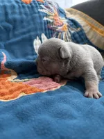 Bronco , a male French Bulldog for sale in Corona, CA – 4 of 10