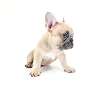 Lucy, a female French Bulldog for sale in Corona, CA – 9 of 10