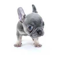 Tri frenchie, a male French Bulldog for sale in Corona, CA – 3 of 6