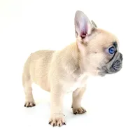 Lucy, a female French Bulldog for sale in Corona, CA – 5 of 10